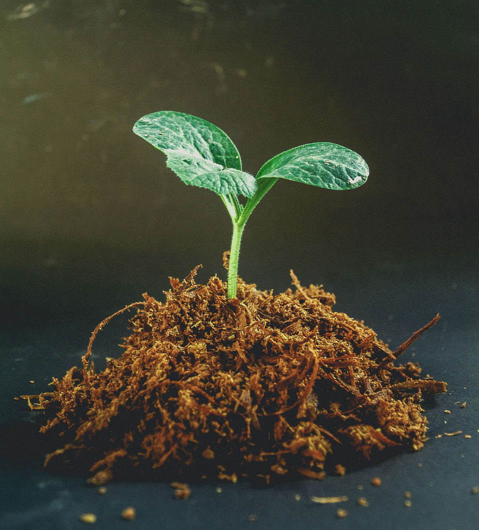 Young Tree Plant